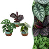 Baby jungle mix met Copper Reef pot