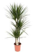 Productfoto van Dracaena Marginata