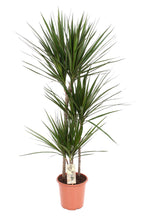 Productfoto van Dracaena Marginata