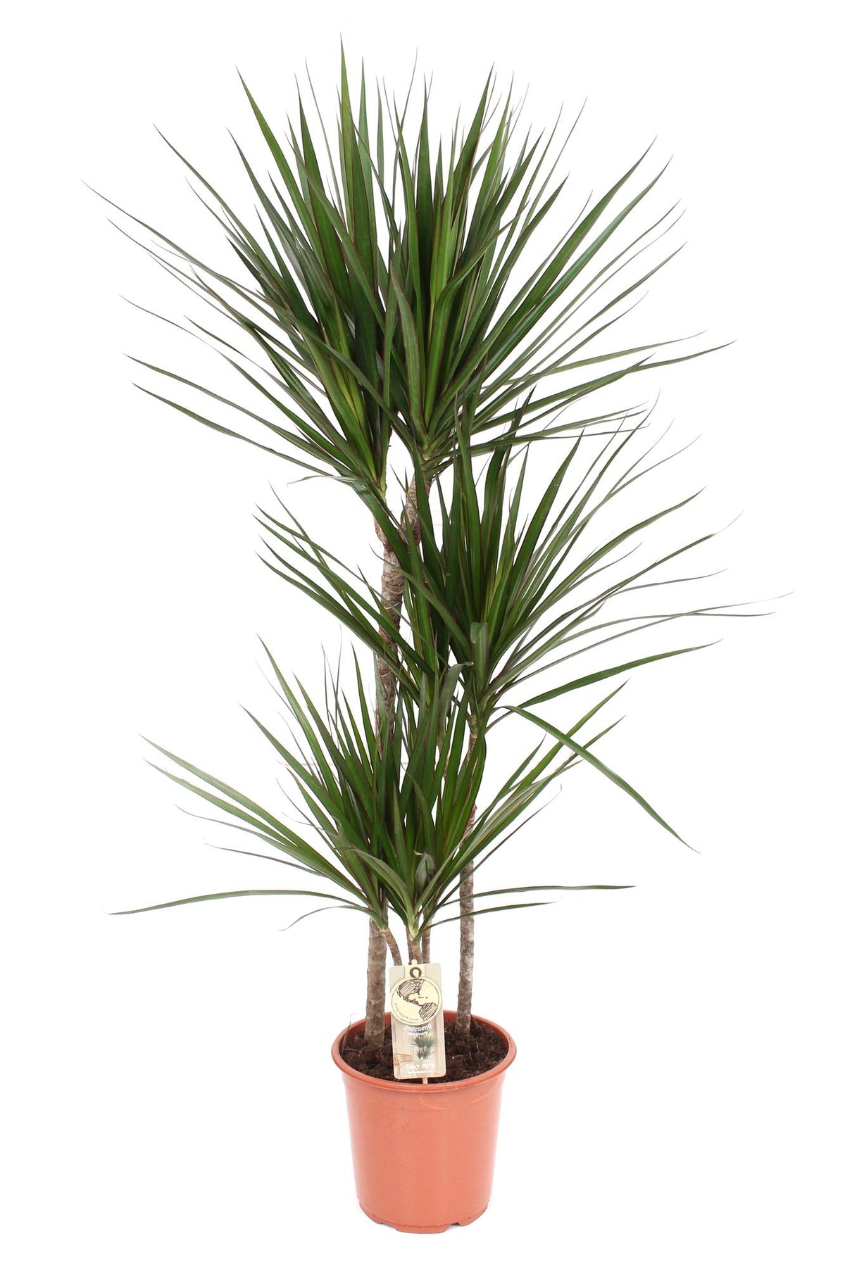 Productfoto van Dracaena Marginata