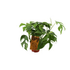 Productfoto van Monstera Minima