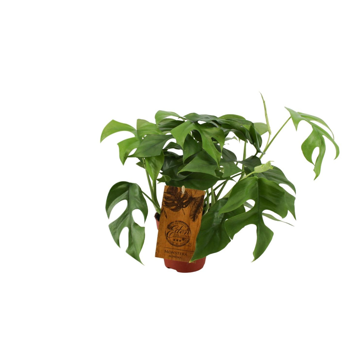 Productfoto van Monstera Minima