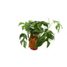 Monstera Minima