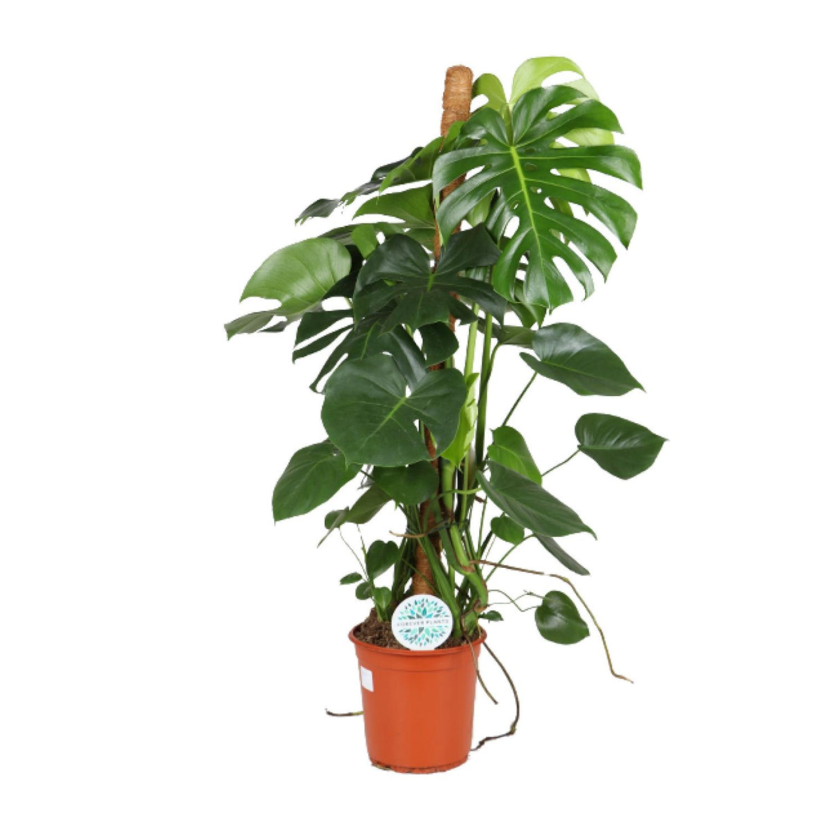 Productfoto van Monstera Deliciosa