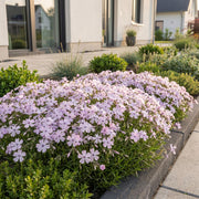 Vlambloem Benita