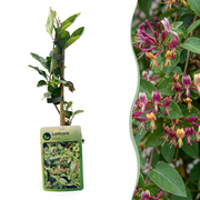 Lonicera henryi - groenblijvende kamperfoelie