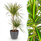Dracaena Sunray, kenmerkend blad