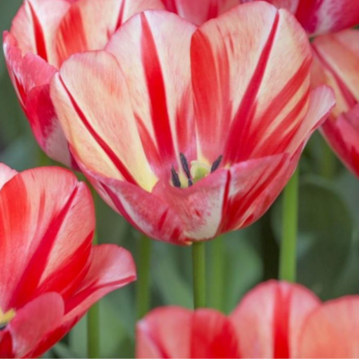 Tulpenbollen Spring Break – 20 Stuks Maat 11/12, plant in pot