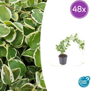 48x Vinca major &