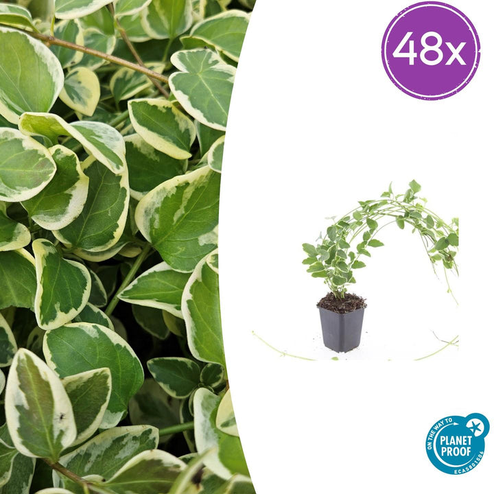 48x Vinca major &