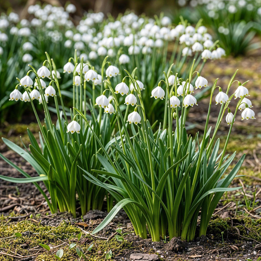 Leucojum Aestivum, kenmerkend blad