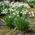 Leucojum Aestivum, kenmerkend blad