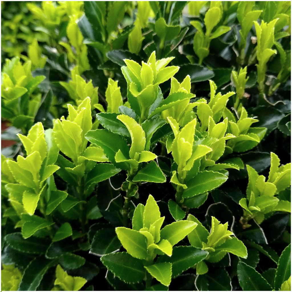 Kardinaalsmuts Euonymus 'Green Spire', 15 cm hoog, kenmerkend blad