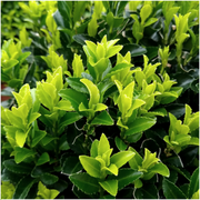 Kardinaalsmuts Euonymus &