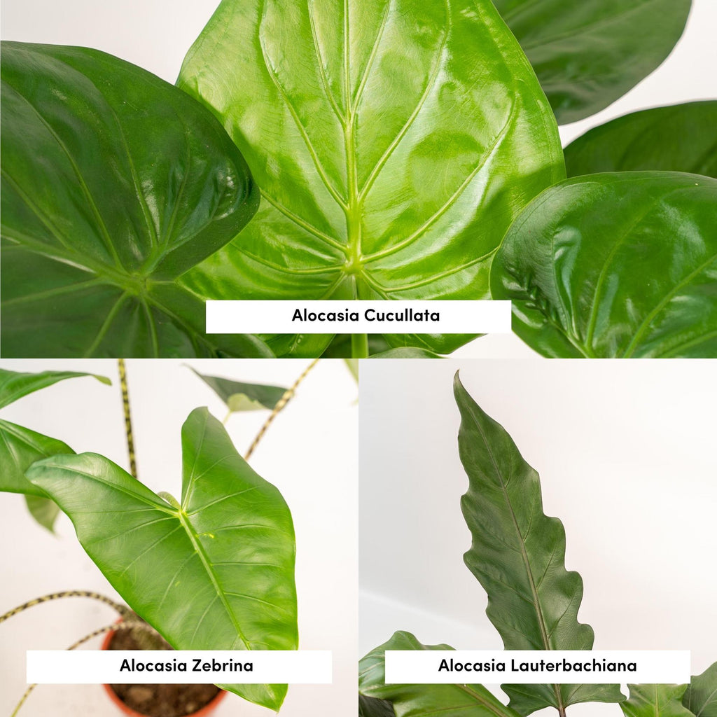 Detailfoto van Alocasia Zebrina