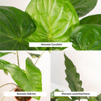 Detailfoto van Alocasia Zebrina