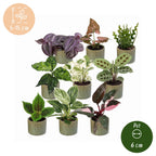 9x Baby Plants Surprise Box - Verrassingsbox kleine planten - Diversen - Tropisch - incl. Linnea Olive - Ø6cm - ↕5-15cm, gezonde plant
