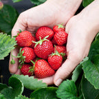 Aardbei Fragaria Elsanta, decoratieve plant