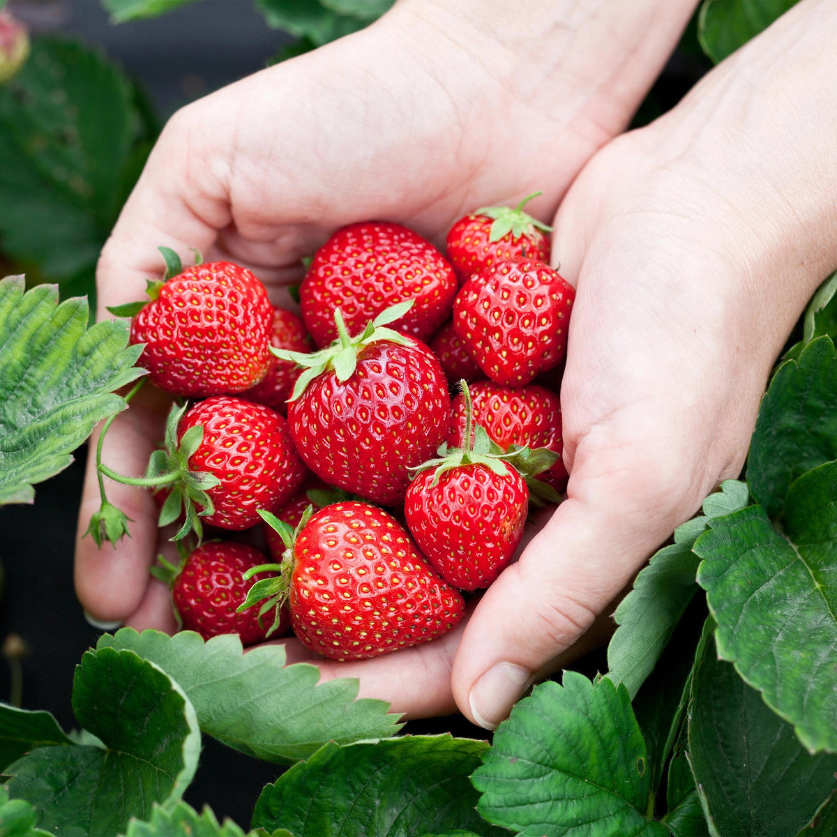 Aardbei Fragaria Elsanta, decoratieve plant