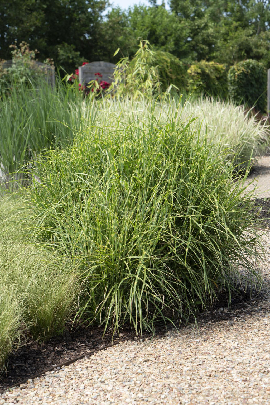Productfoto van Miscanthus sinensis Strictus