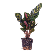 Calathea makoyana, pauwenplant voor terrarium