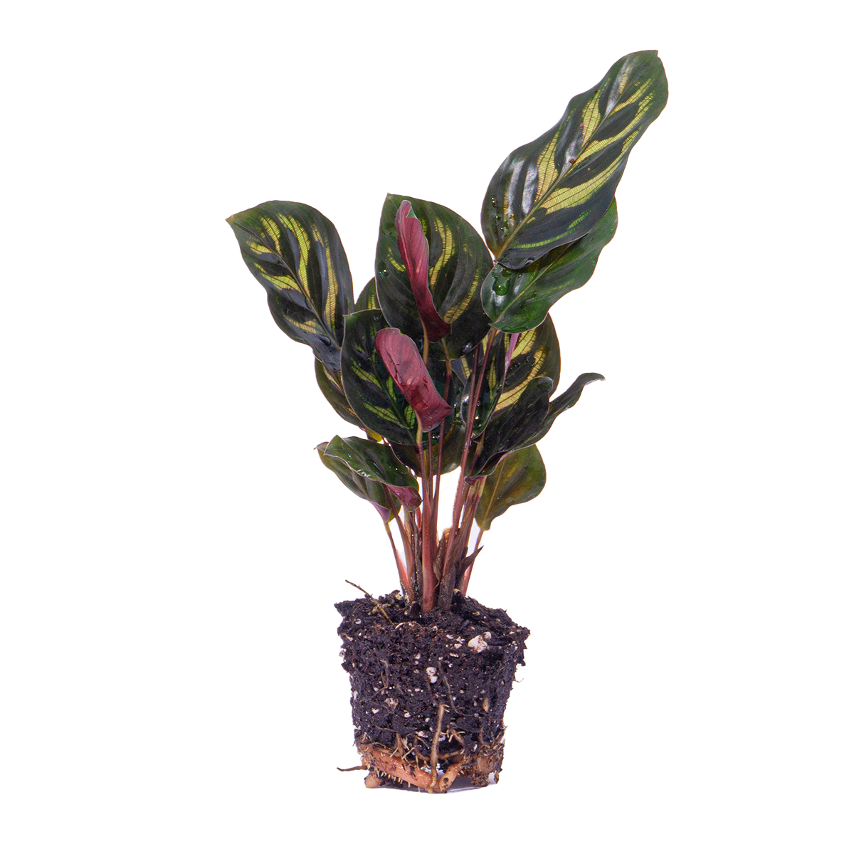 Calathea makoyana, pauwenplant voor terrarium, detail van het blad