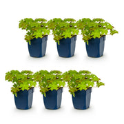 Geranium macrorrhizum - Ooievaarsbek - Bodembedekkend - Roze - 6 Planten