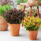 Leucothoe Curly Duo, groene bladeren