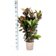 Codiaeum &