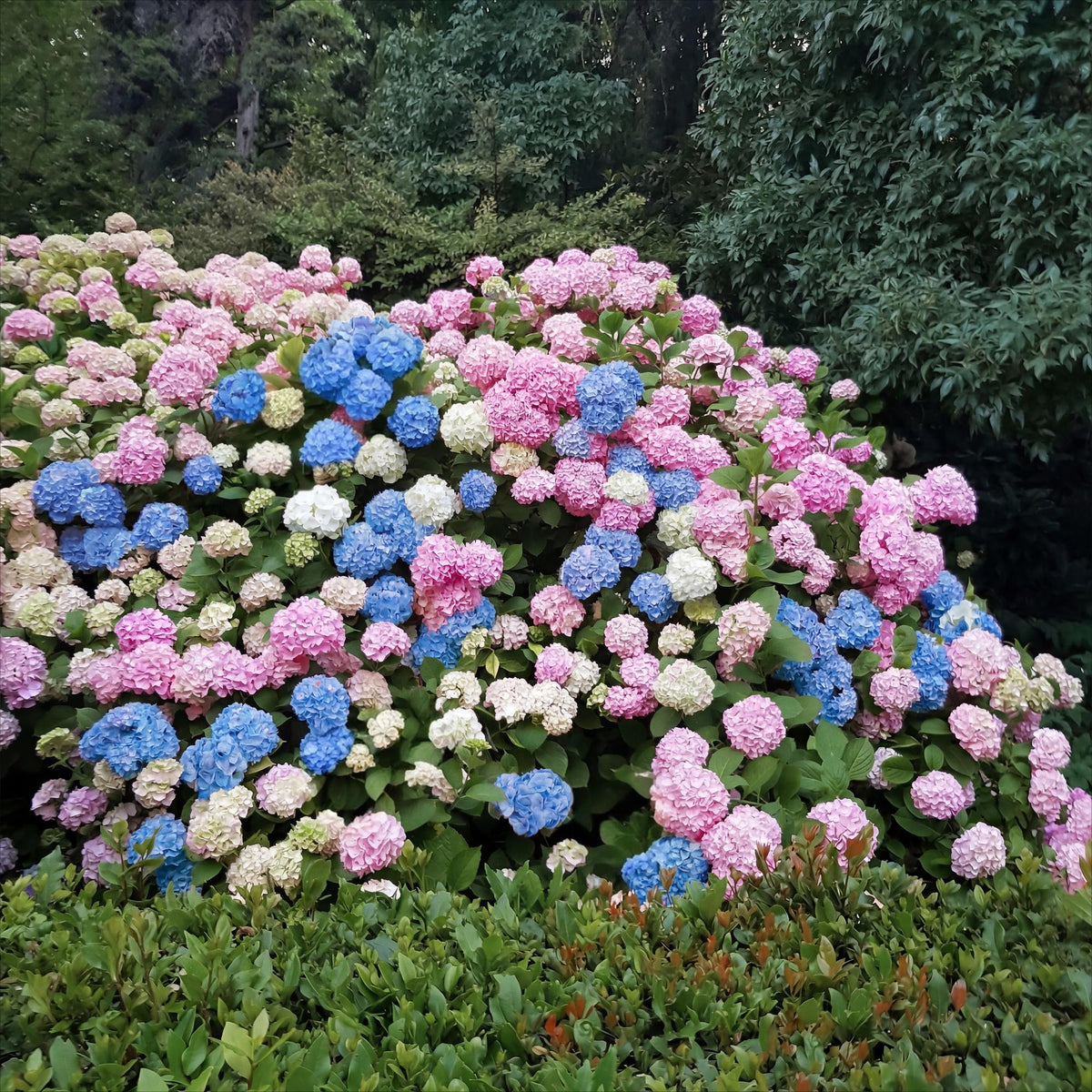 Hydrangea macrophylla Tricolour, groeiwijze van de plant