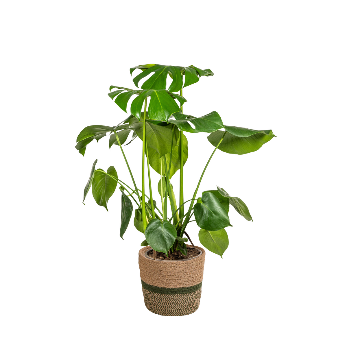 Monstera Deliciosa Tauerii met mand, plant in pot