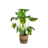 Monstera Deliciosa Tauerii met mand