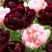 Tulp Sweet Desire mix bloembollen