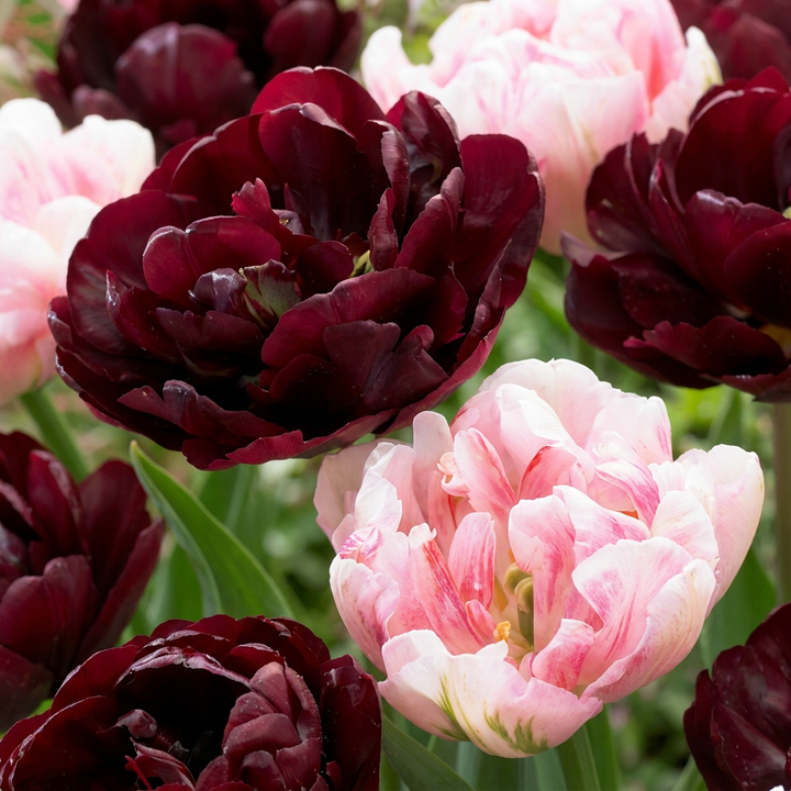 Tulp Sweet Desire mix bloembollen