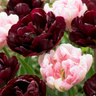 Tulp Sweet Desire mix bloembollen