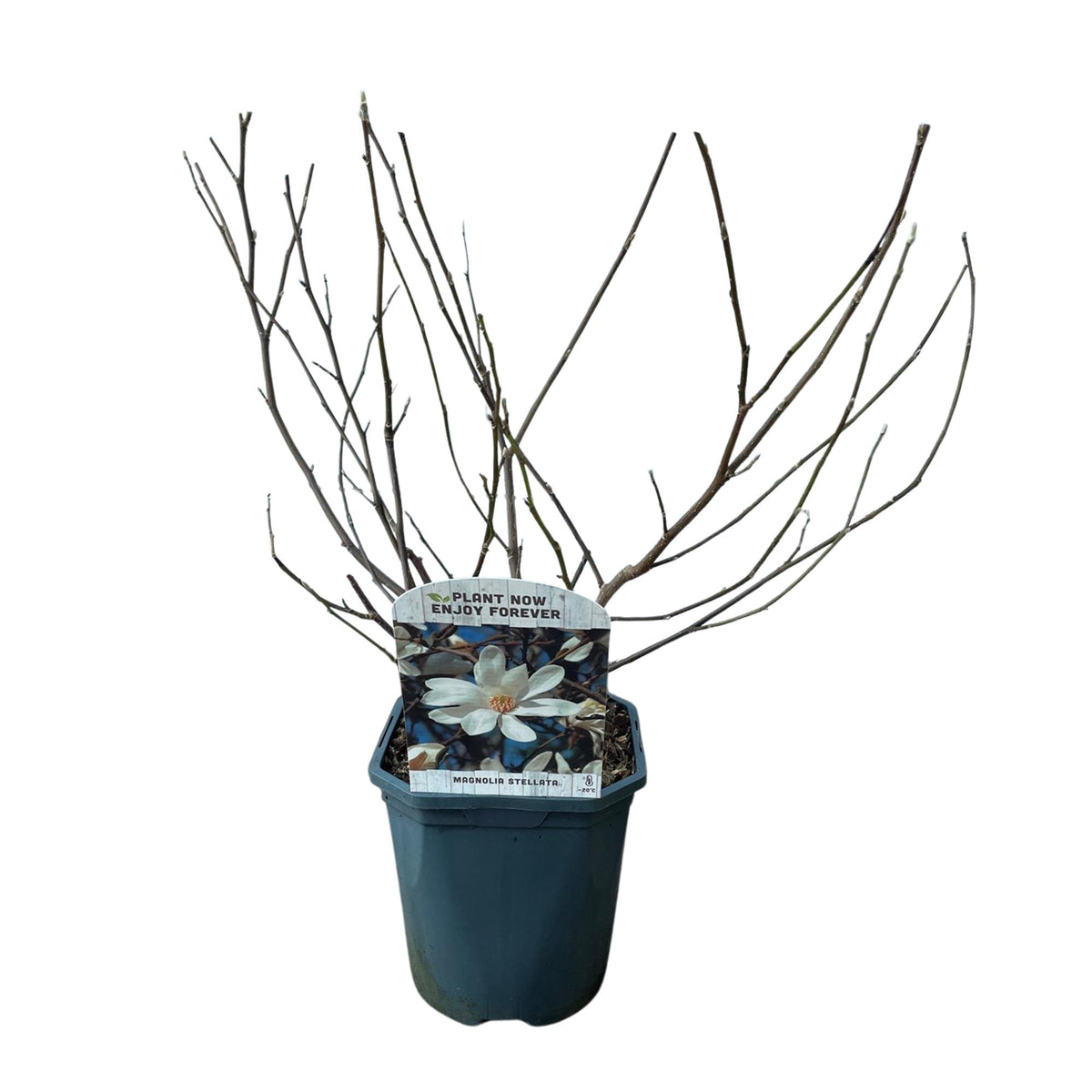 Magnolia Stellata, detail van het blad