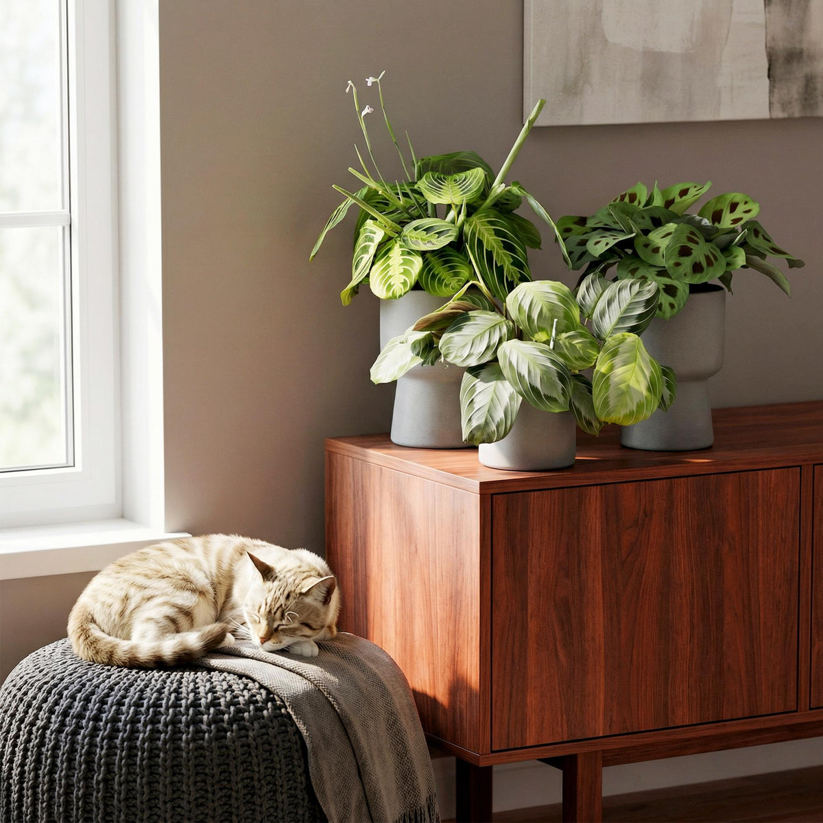 Gebedsplanten Maranta Silverband, Lemon Lime, Kerchoveana, groeiwijze van de plant