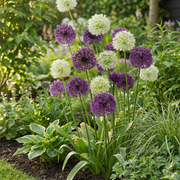 Sierui Allium Purple-White Mix, paars en wit, foto 2