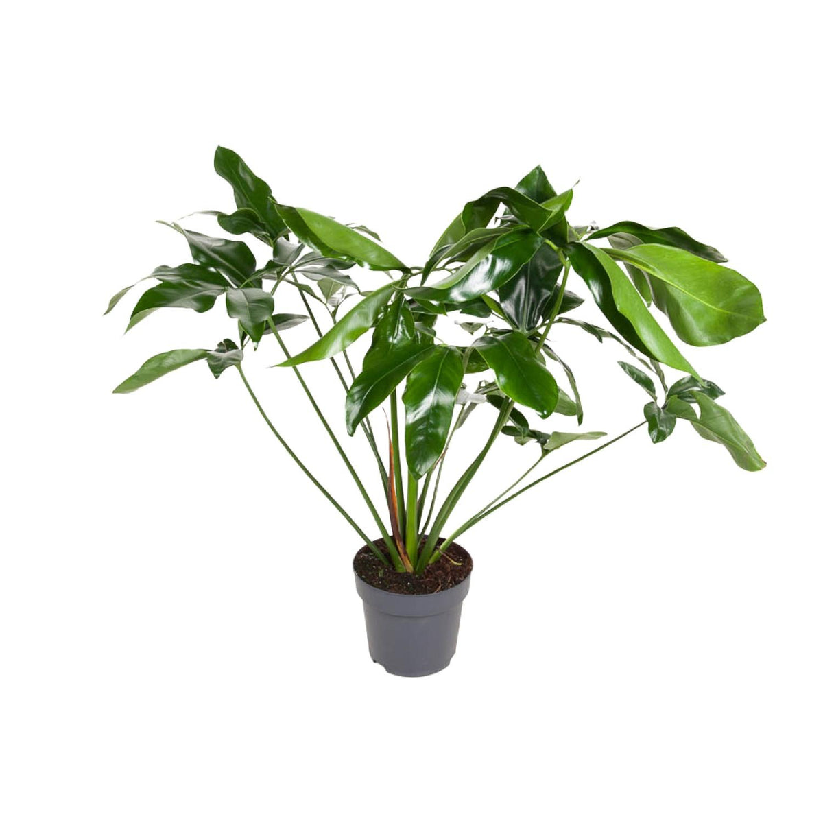 Productfoto van Philodendron Green Wonder