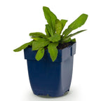 Beemdkroon Knautia macedonica, donkerrood, 1 plant, plant in pot