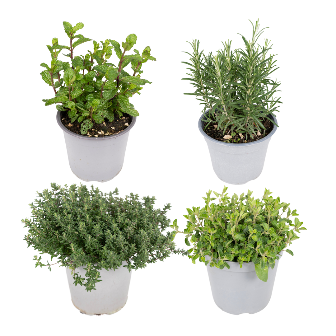 Detailfoto van Tuinkruiden Mix - 4 stuks