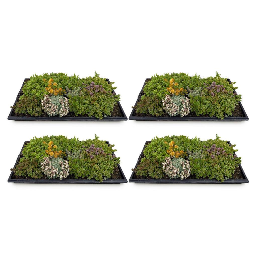Sedum mat, geschikte tuinplant