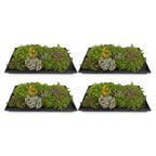 Sedum mat, geschikte tuinplant
