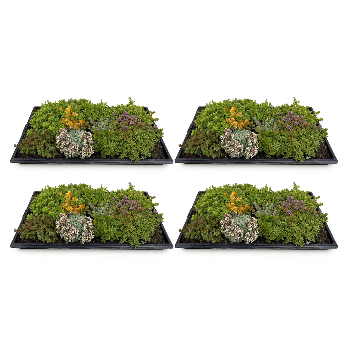 Sedum mat, geschikte tuinplant