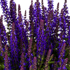 Productafbeelding van Pureplant