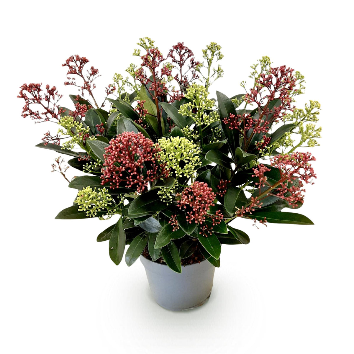 Terrasplant - Skimmia japonica Festival - Bloem Wit & Rood, kenmerkend blad