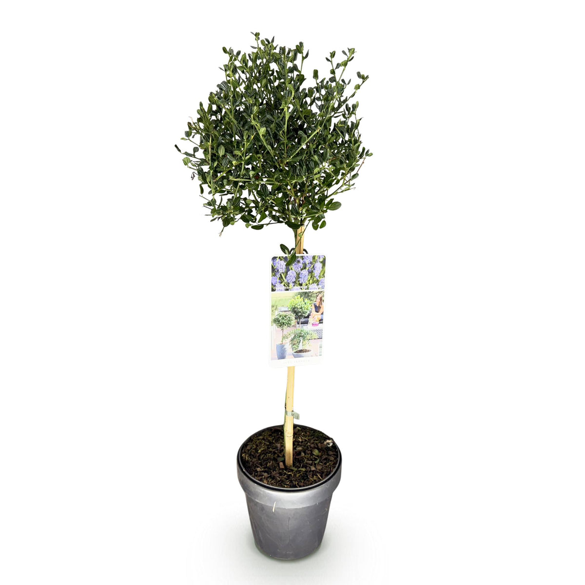 Ceanothus impressus Victoria, kenmerkend blad