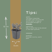 Origanum laevigatum &
