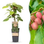 Kiwibessenplant Weiki (mannelijk), plant in pot