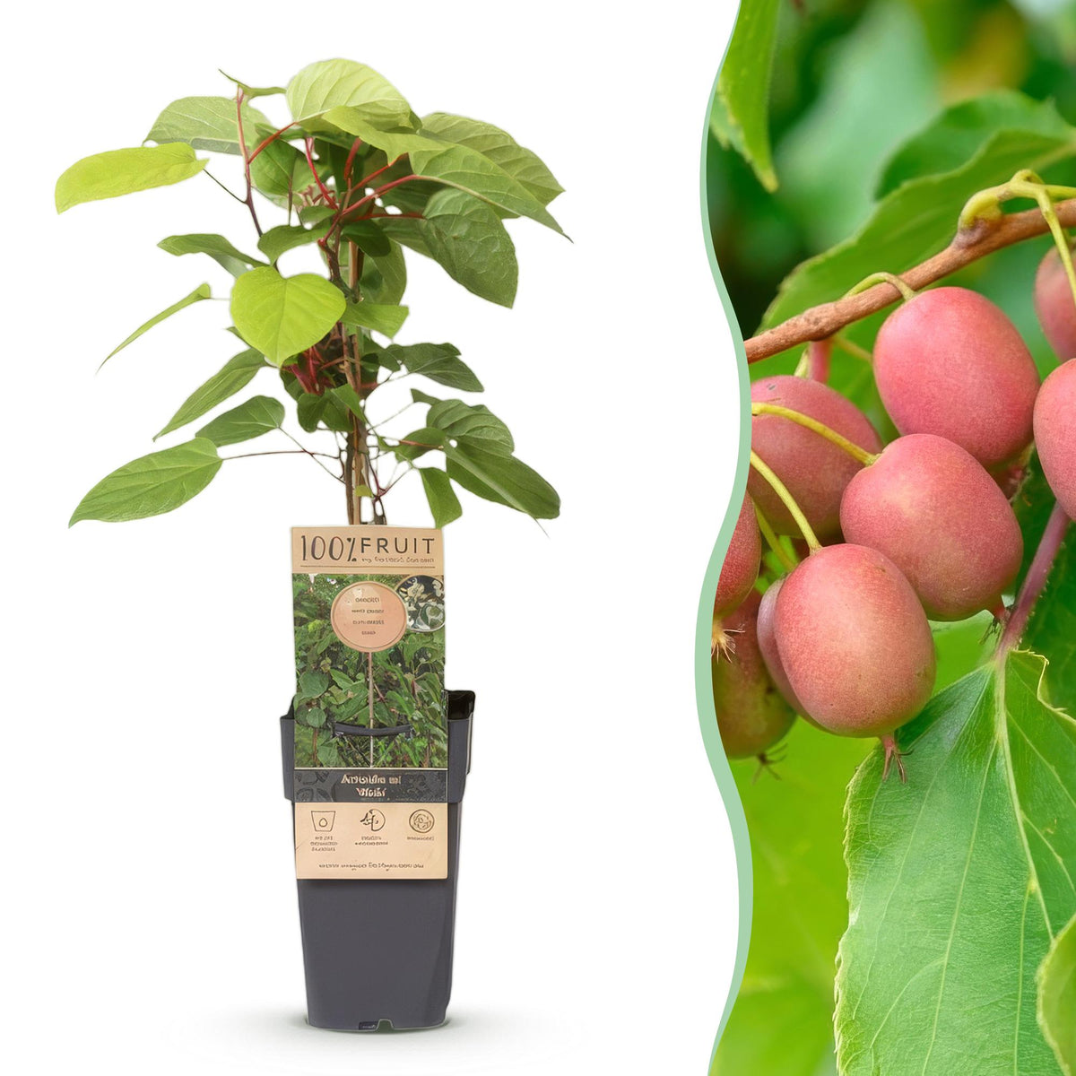 Kiwibessenplant Weiki (mannelijk), plant in pot